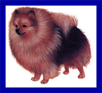 a well breed Pomeranian dog
